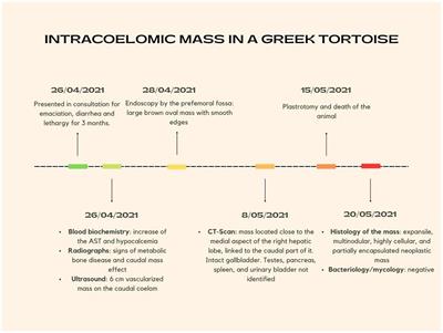 Case report: Intracoelomic neoplastic mass of undetermined origin in an Asia minor spur-thighed tortoise (Testudo graeca ibera)